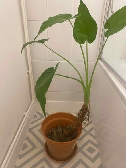 Photo of free Indoor plant (Reading) #1
