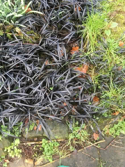 Photo of free Ornamental grass plants - black (Kettleshulme SK23) #1