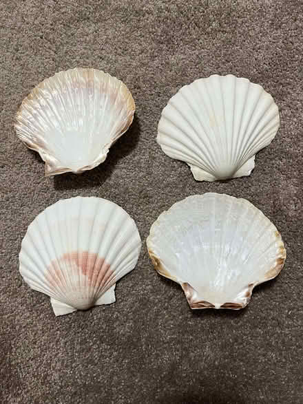 Photo of free Scallop Shells (Ormskirk L40) #1