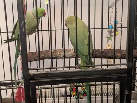 Photo of Bird stuff (Ollerton NG22) #1