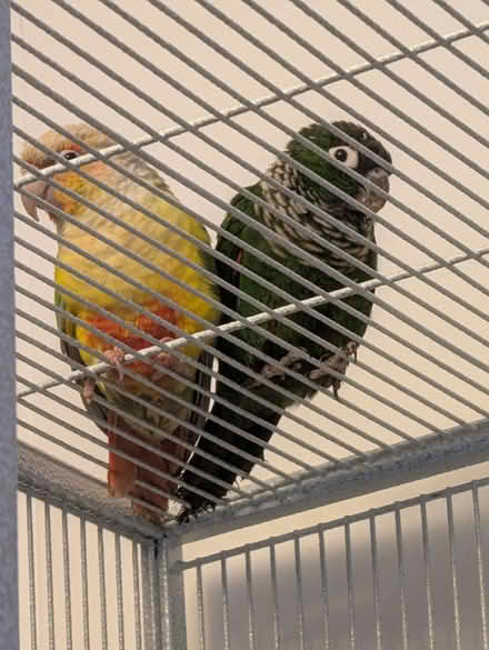 Photo of Bird stuff (Ollerton NG22) #3