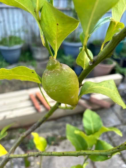 Photo of free Lemon Tree (Salisbury, SP2) #1