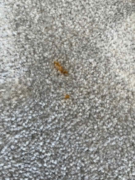 Photo of free Carpet (Southport PR8) #3