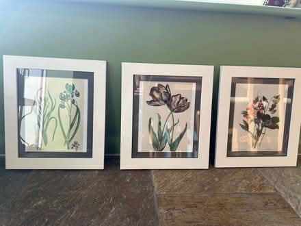 Photo of free 3 framed botanical engravings (set) (Acton W5) #1