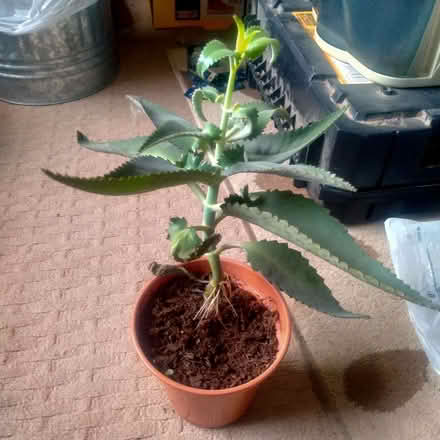 Photo of free Mother of a thousand plants (Clayton Brook PR5) #1