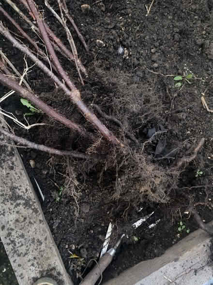 Photo of free Redcurrant (BA2) #3