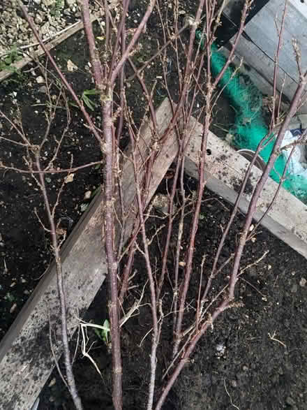 Photo of free Redcurrant (BA2) #1