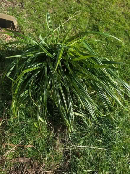 Photo of free 2 x grassy ornamental plant bushes (Upton st Leonards) #1