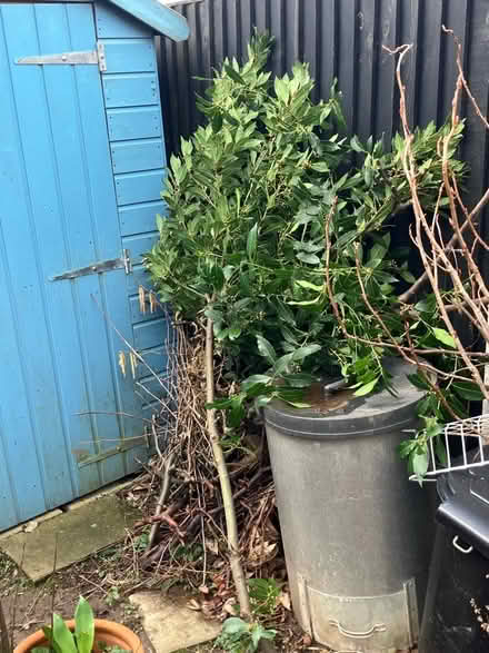 Photo of free Bay leaves (Oulton LS26) #1