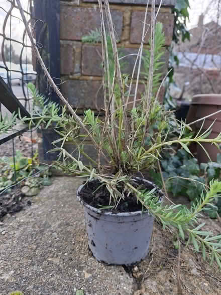 Photo of free Lots of purple toadflax (Windlesham (GU20)) #1