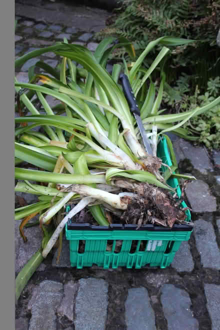 Photo of free blue agapanthus (Bray Seafront) #1