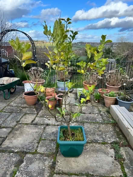 Photo of free Lemon Tree (Salisbury, SP2) #3