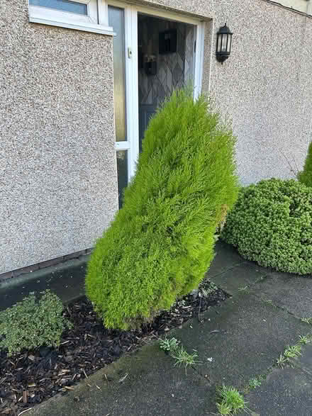Photo of free Fern trees (Manchester M8) #2