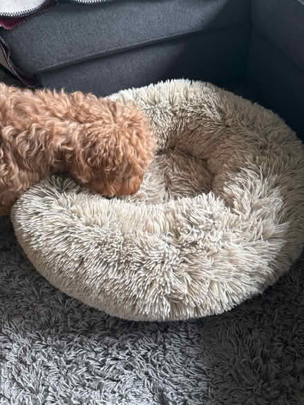 Photo of free Small dog/cat bed (Northolt) #2