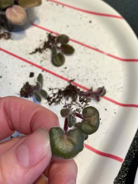 Photo of free African violet rooted baby plants (Bilton CV22) #1