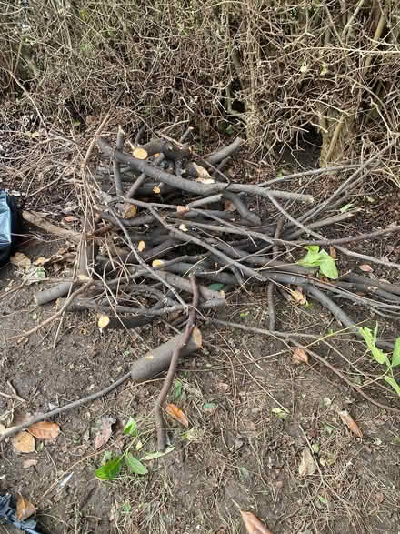 Photo of free Wood (B113hj) #2