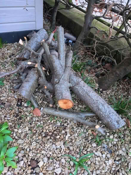 Photo of free Apple wood (Bear Flat, Bath BA24) #1