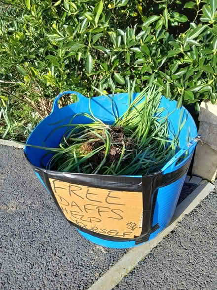 Photo of free Daffodil bulbs (Stinchcombe GL11) #1