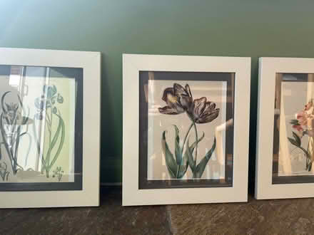 Photo of free 3 framed botanical engravings (set) (Acton W5) #2