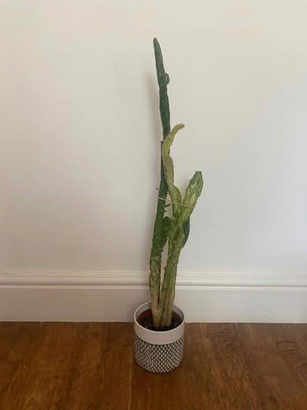 Photo of free Large cactus (Evesham WR11) #1