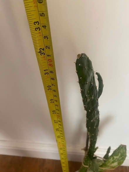 Photo of free Large cactus (Evesham WR11) #2