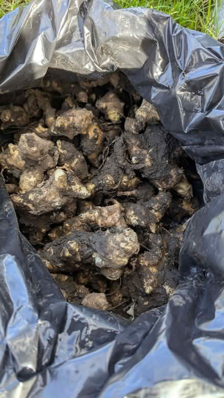 Photo of free Jerusalem artichokes (Penrith CA11) #1