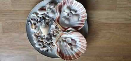 Photo of free Various shells (Greenisland BT38) #1