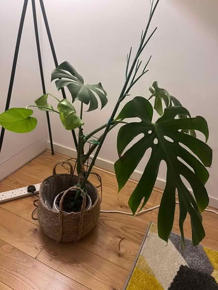 Photo of free Plant and Pot (brentford TW8) #1
