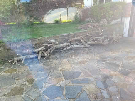 Photo of free Branches/logs from catalpa (BR2) #2