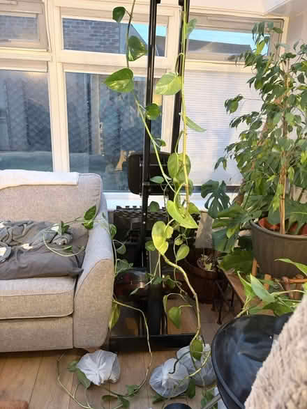Photo of free Pathos plants (Ayr KA8) #1