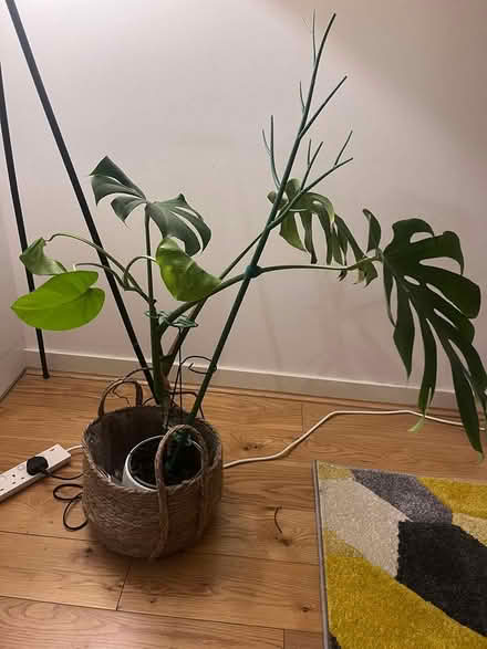 Photo of free Plant and Pot (brentford TW8) #2