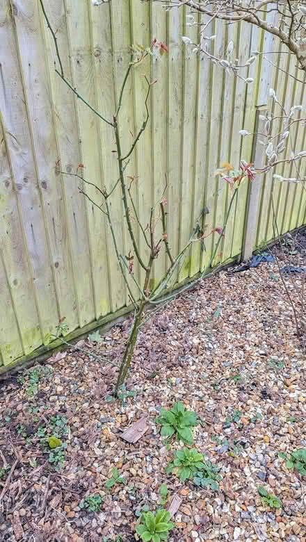 Photo of free Rose bush (Castlepoint BH8) #1