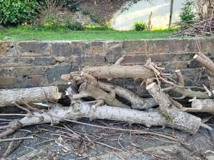Photo of free Branches/logs from catalpa (BR2) #1