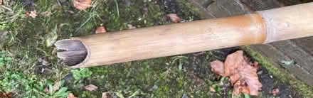 Photo of free Bamboo Garden Torch (Crystal Palace SE19) #3