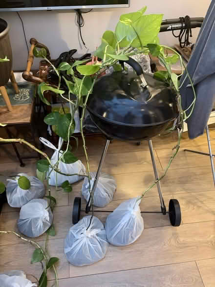 Photo of free Pathos plants (Ayr KA8) #2