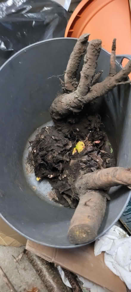 Photo of free Rhubarb crown (Vale LA1) #1