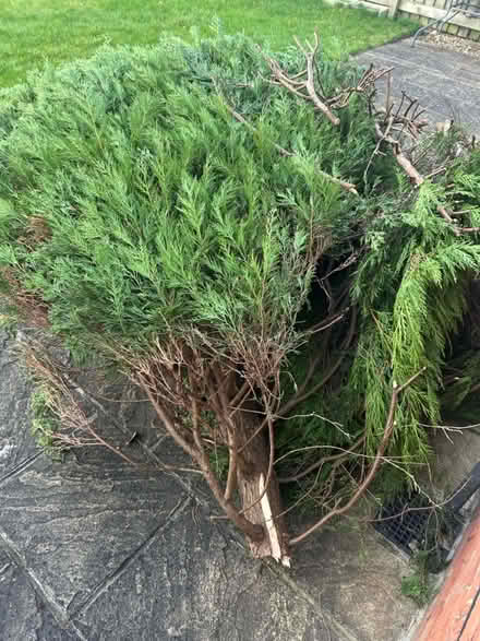 Photo of free Cut down conifer trees (Adel LS16) #2