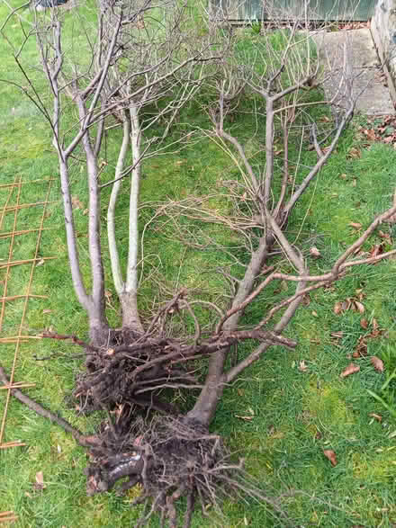 Photo of free Hawthorn & Blackthorn Trees (Chippenham SN15) #1