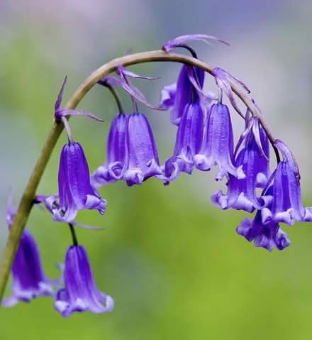 Photo of Snowdrops & English bluebells (Penrith CA11) #2