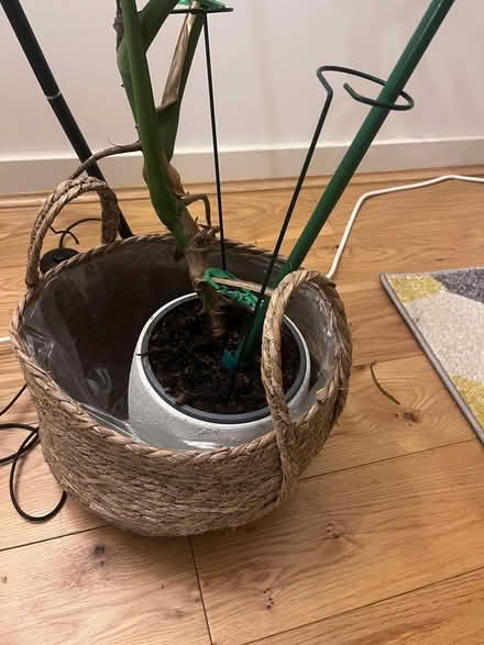 Photo of free Plant and Pot (brentford TW8) #3