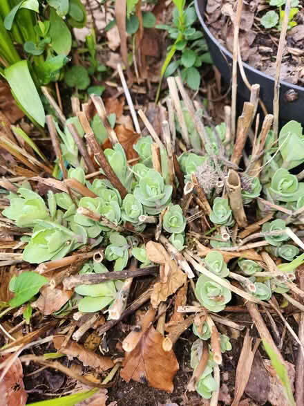 Photo of free Sedum plant (Putnoe MK41) #1