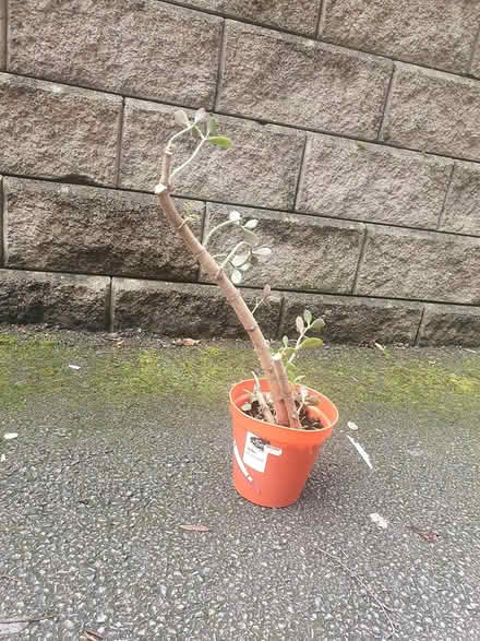 Photo of free Money plant #4 (M20) #1