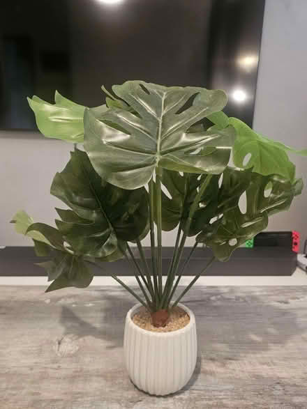 Photo of free Plastic plants (Clapham Common) #1