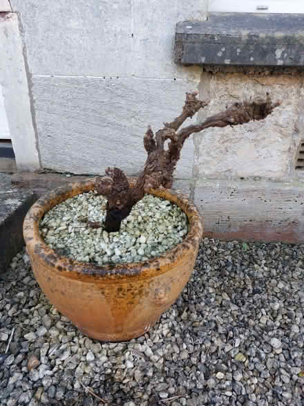 Photo of free Grapevine (Nailsworth GL6) #1