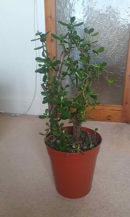 Photo of free Large Money Tree Plant #3 (M20) #1