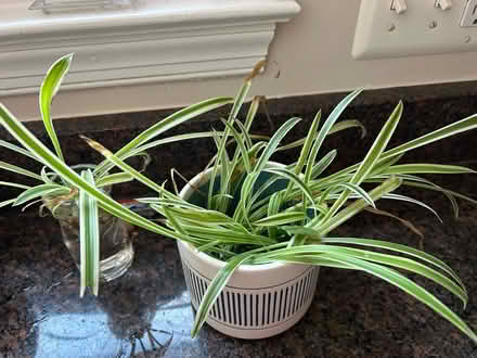 Photo of free Unpotted spider plant babies (Rockville, MD) #1