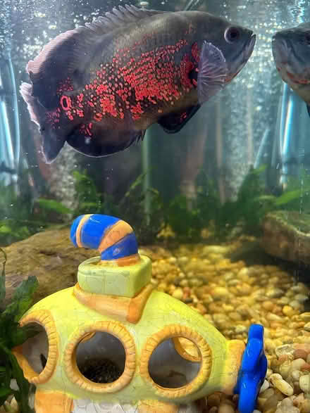 Photo of free tiger oscar needs new home (Forest Knolls San Geronimo Vly) #1