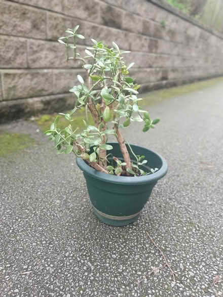 Photo of free Money Tree Plant #1 (M20) #2