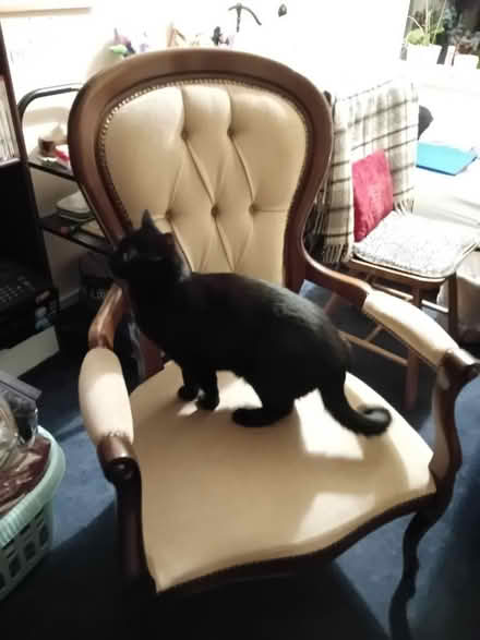 Photo of free Upholstered Chair (Kempston MK42) #1