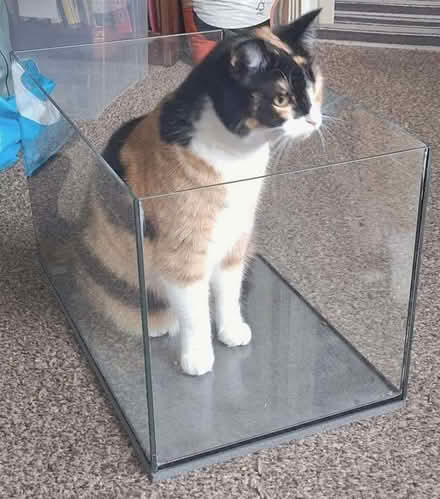 Photo of free Glass Fish Tank (Ysceifiog CH8) #3